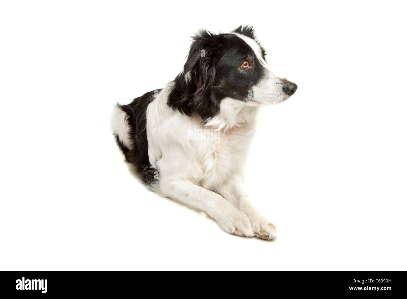 black and white border collie sheepdog on a white background Stock Photo