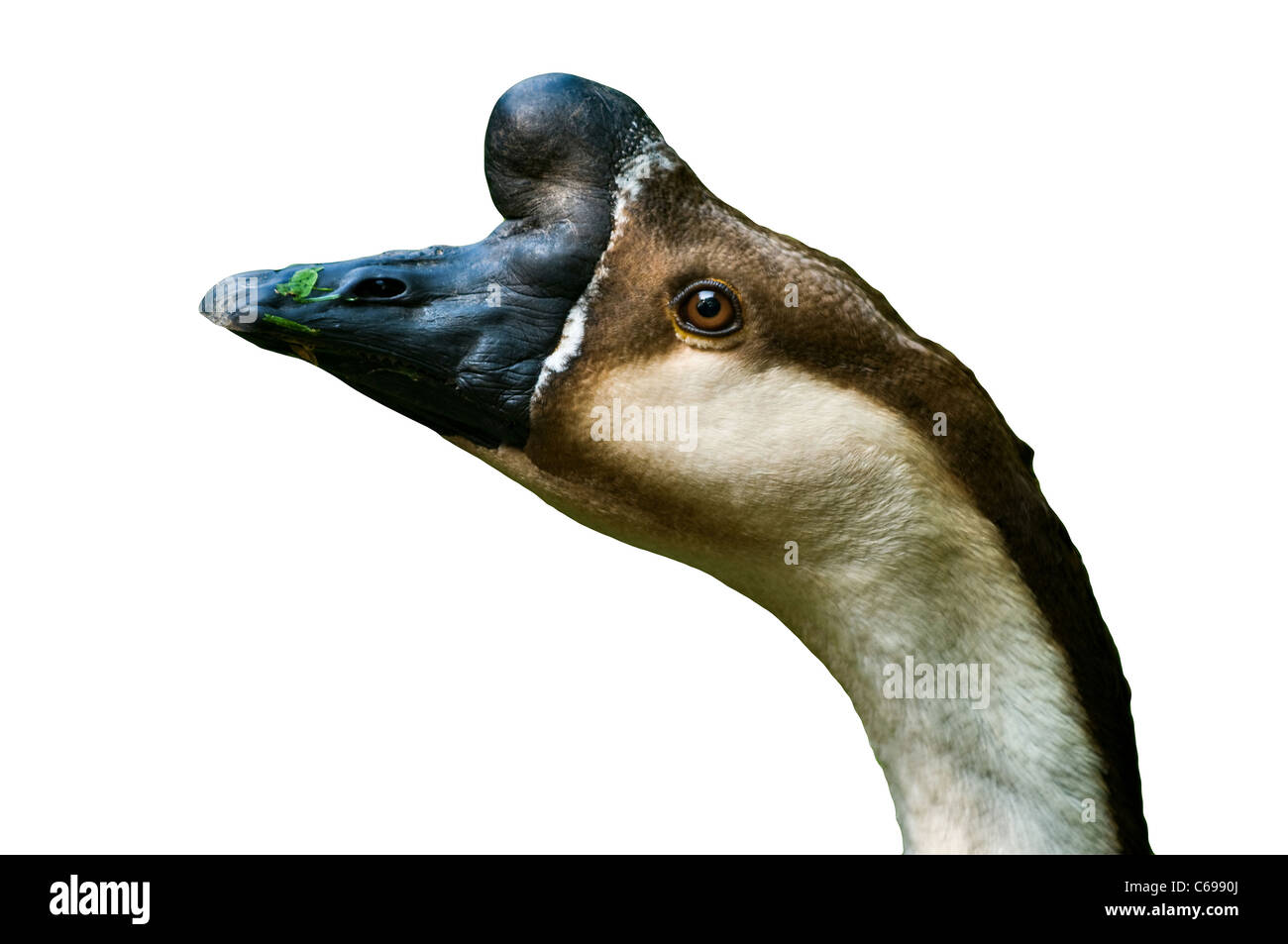 Closeup of a Chinese Goose head cut out. View from the side. Close up (macro) Stock Photo