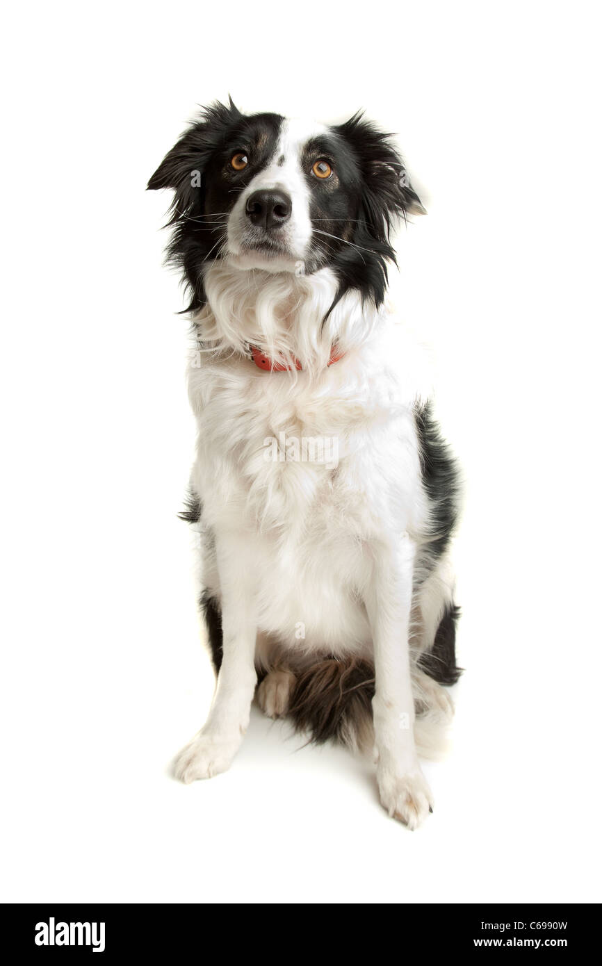 black and white border collie sheepdog on a white background Stock Photo