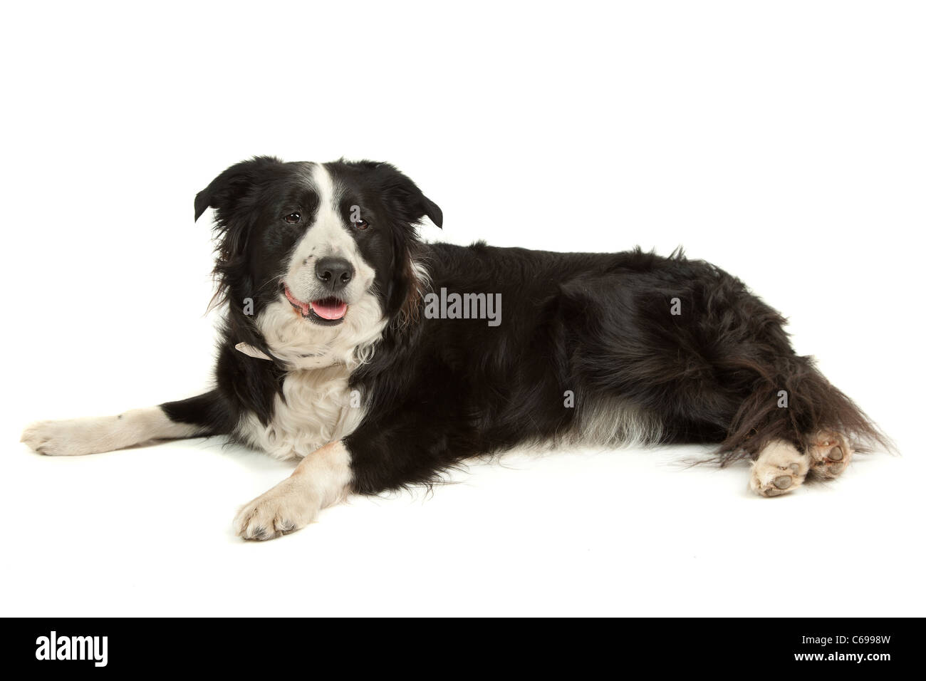 black and white border collie sheepdog on a white background Stock Photo