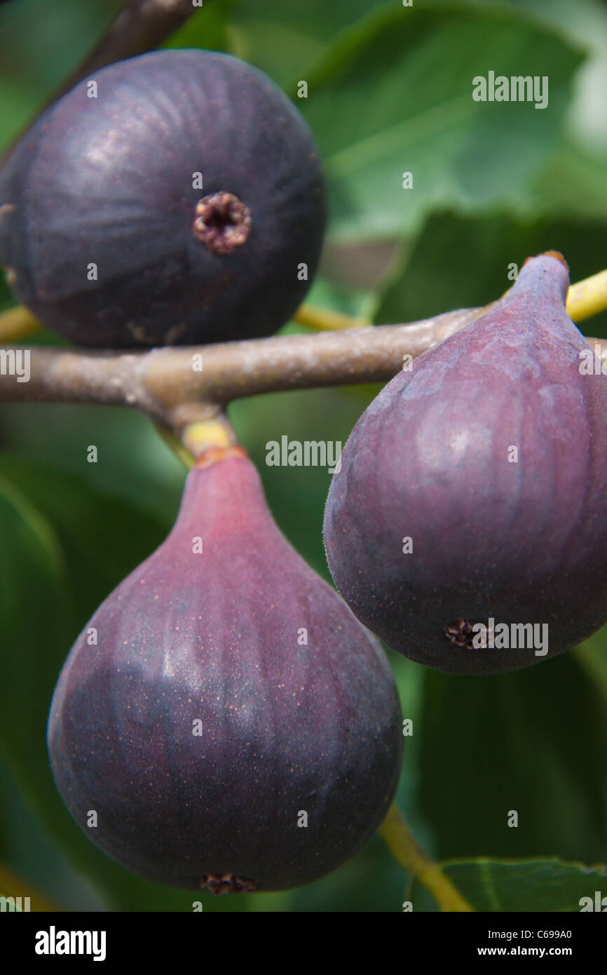 Brown Turkey Figs on the tree in a North Carolina garden Stock Photo