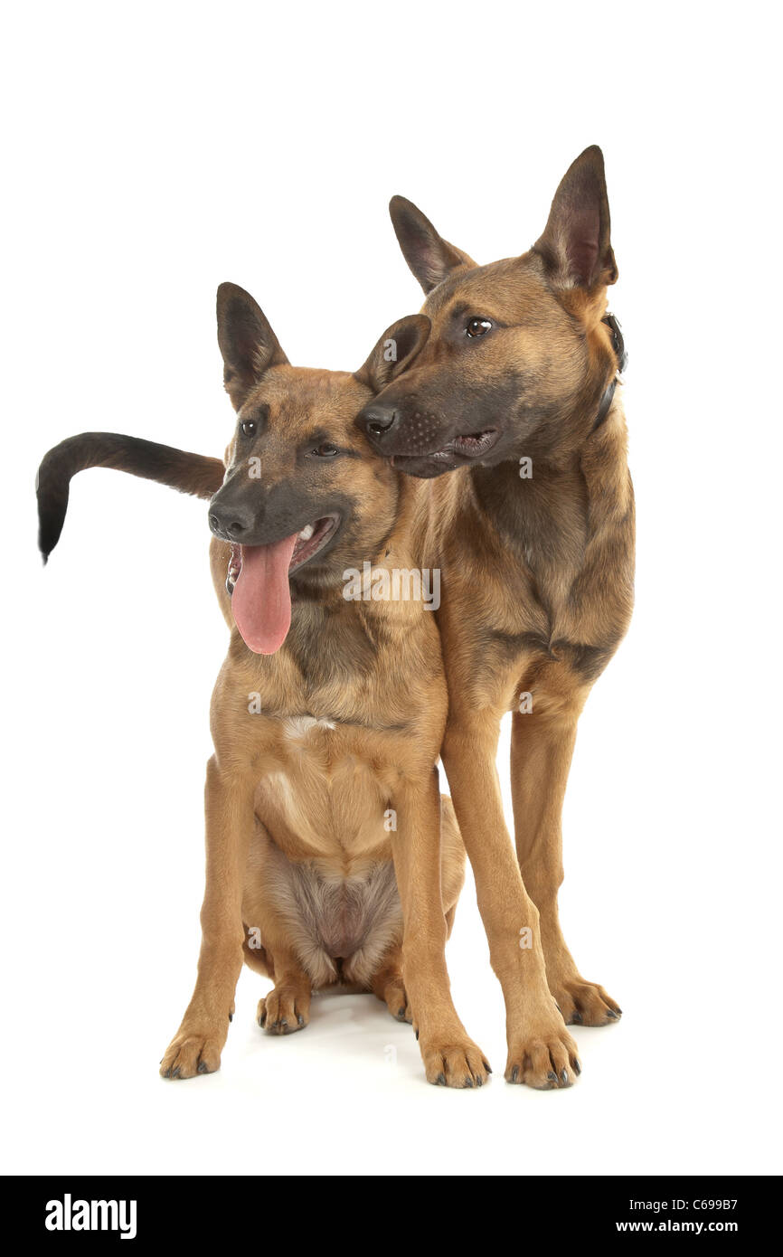 two Belgian Shepherd Dog (Malinois)puppies in front of a white background Stock Photo