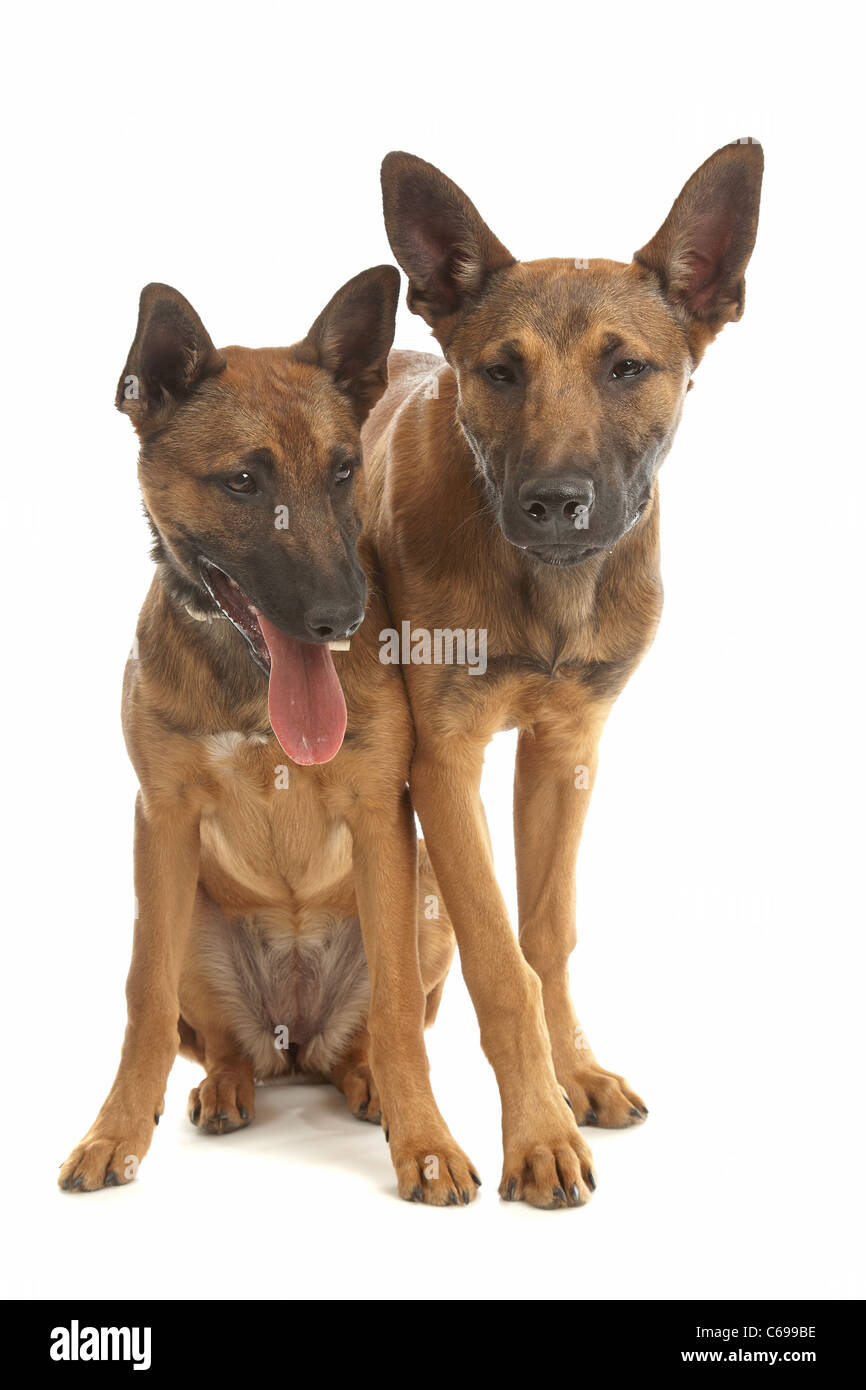 two Belgian Shepherd Dog (Malinois)puppies in front of a white background Stock Photo