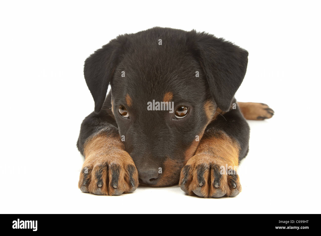 Rottweiler puppy in front of a white background Stock Photo