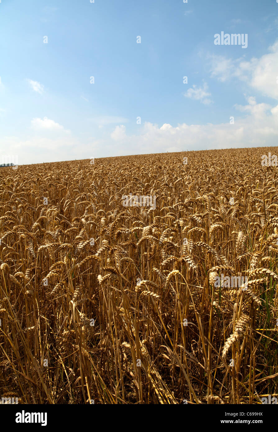 A field of ripe wheat with blue sky and clouds Stock Photo - Alamy