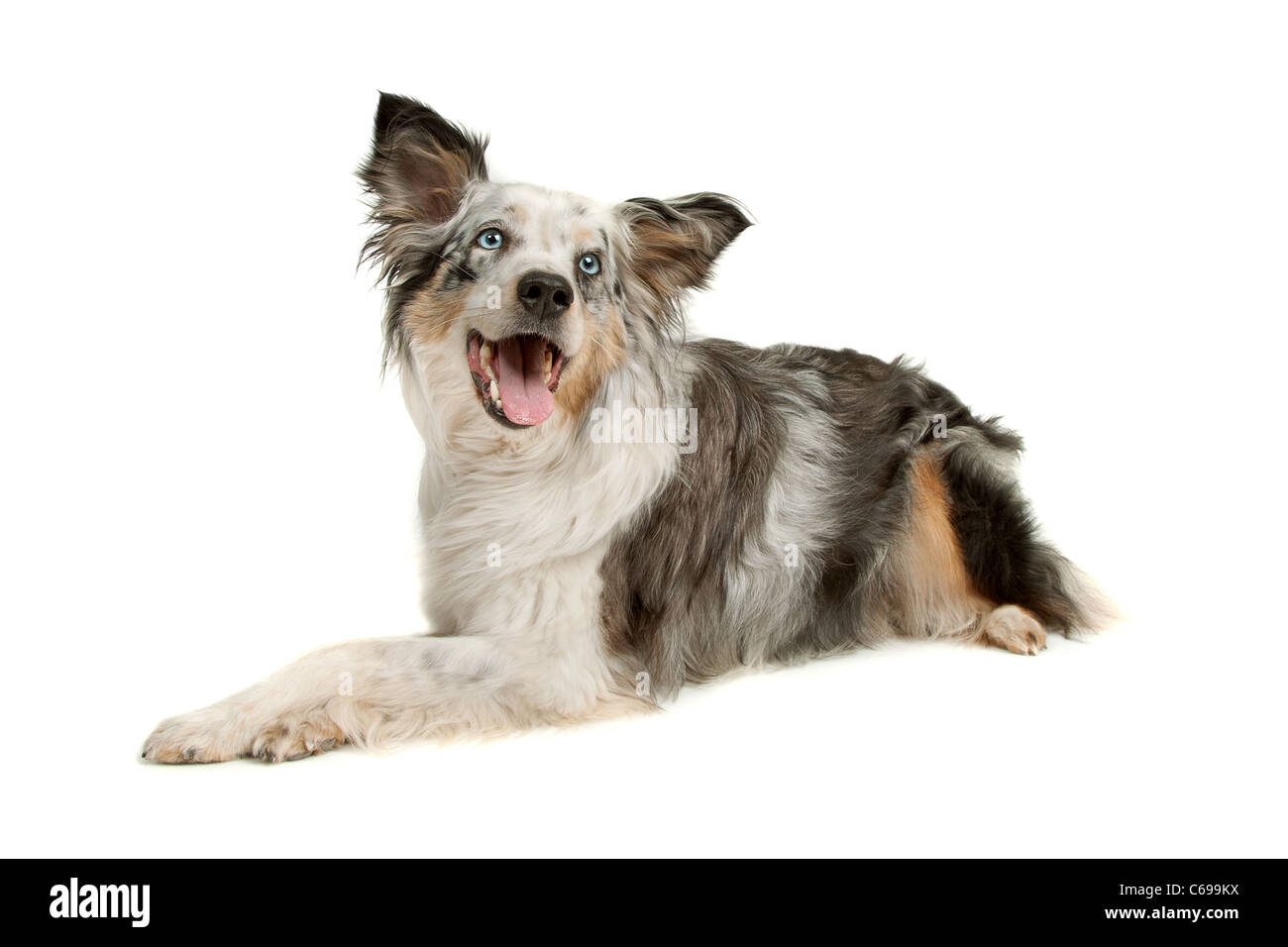 black and white border collie sheepdog on a white background Stock Photo