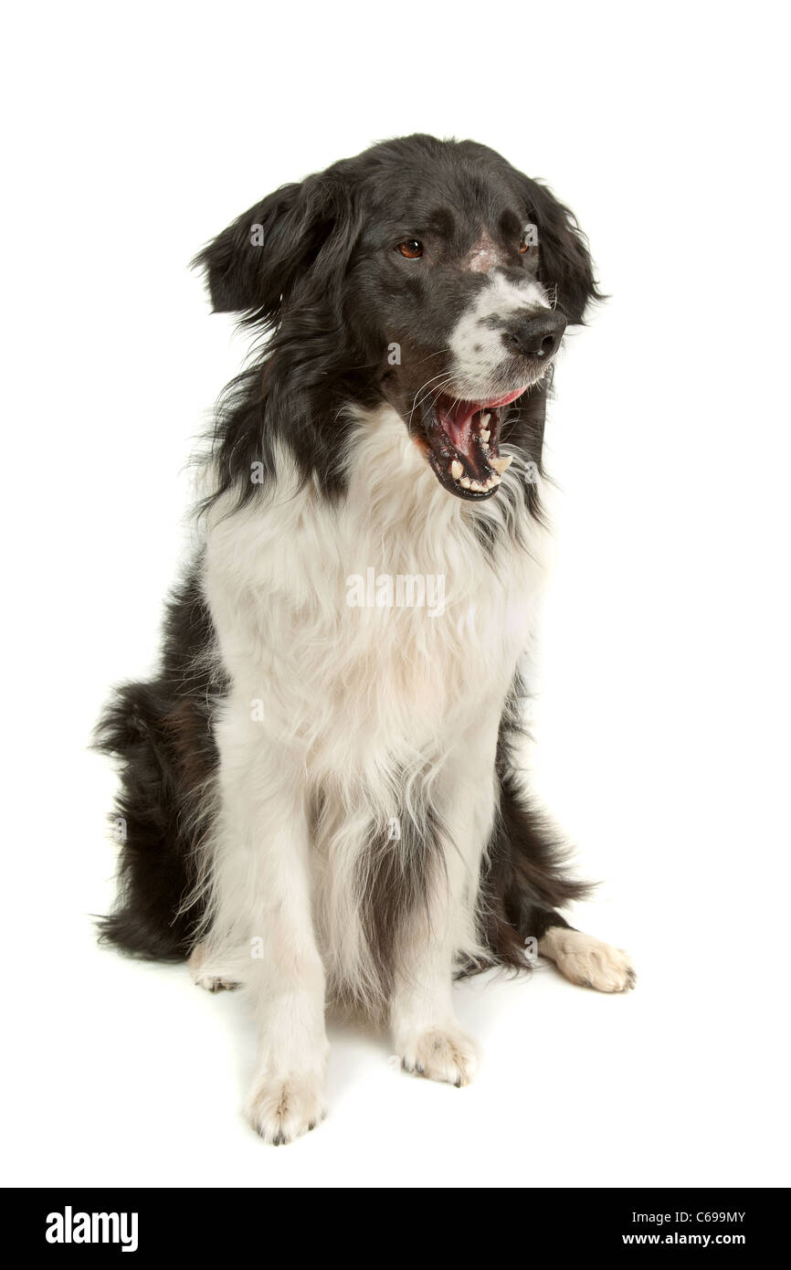 black and white border collie sheepdog on a white background Stock Photo