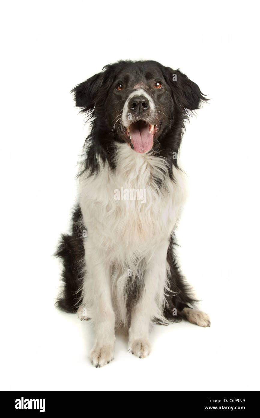 black and white border collie sheepdog on a white background Stock Photo