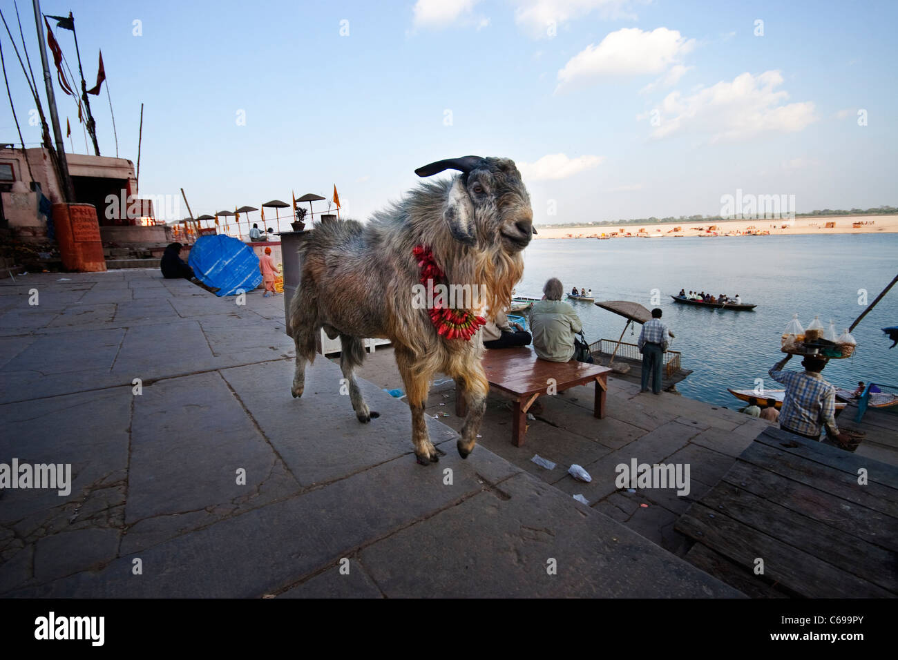 A goat dressed up with a garland of flowers on the ghats in Varanasi,India Stock Photo