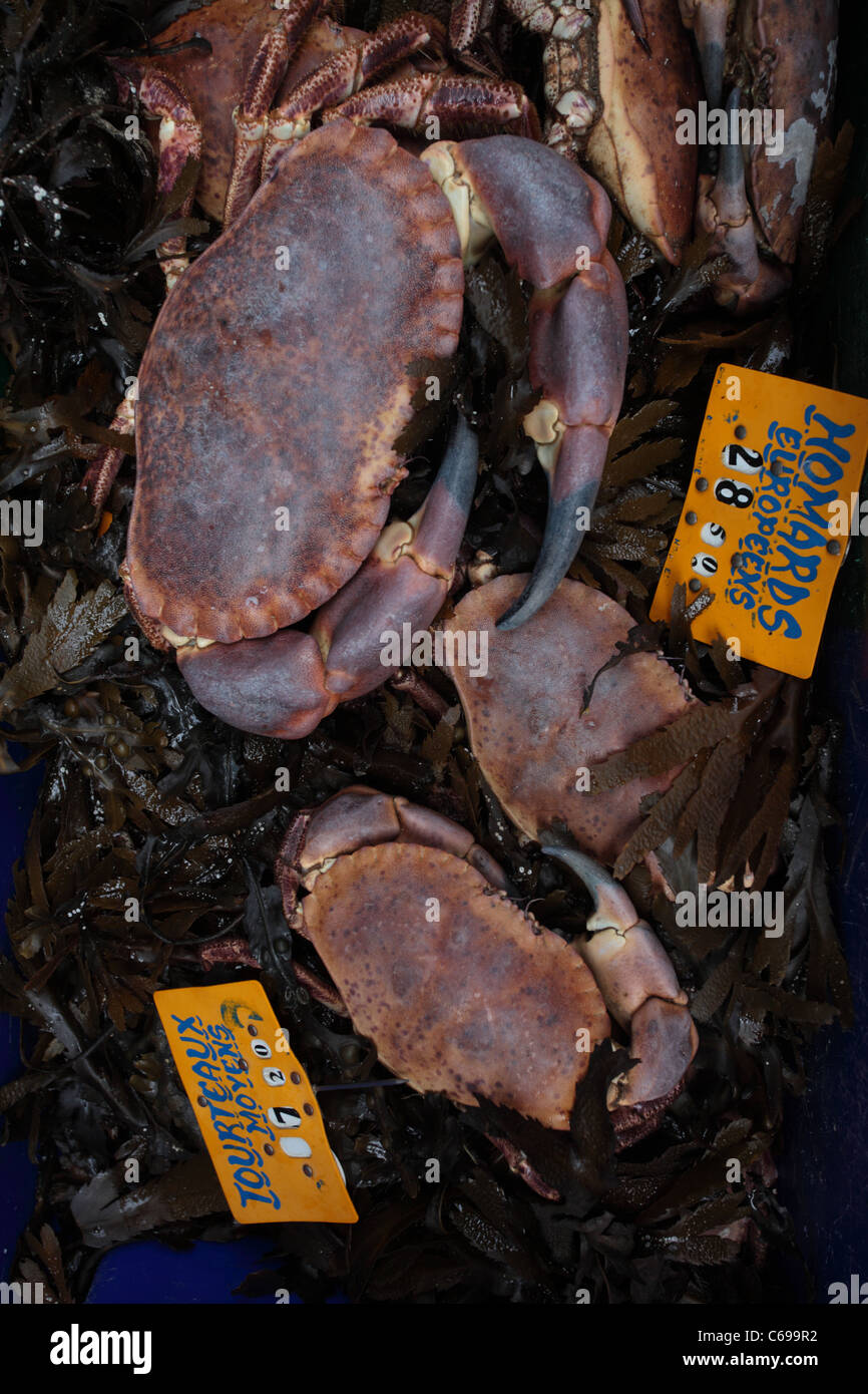 French crabs hires stock photography and images Alamy