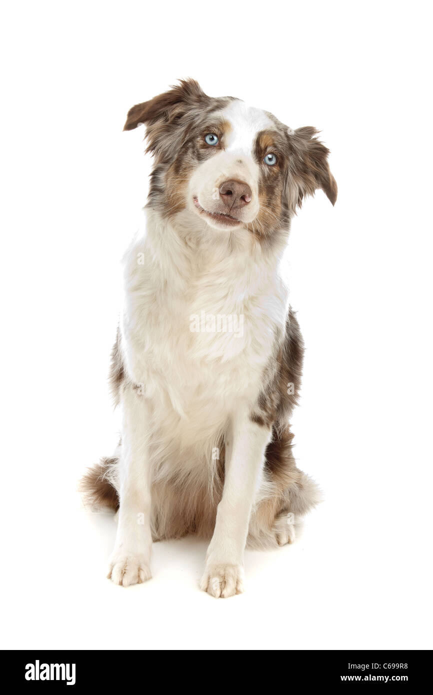 border collie sheepdog in front of a white background Stock Photo