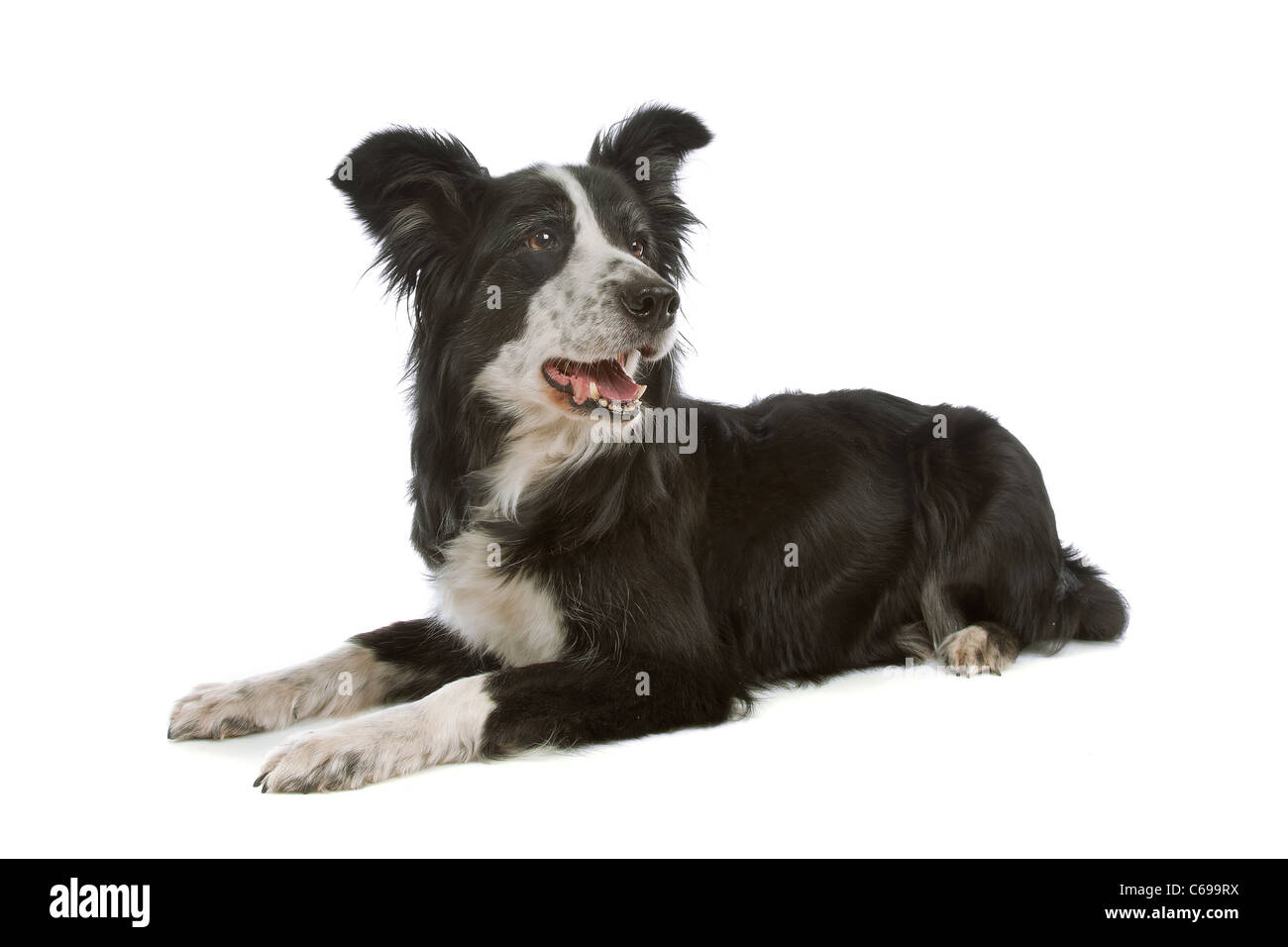 black and white border collie sheepdog on a white background Stock Photo