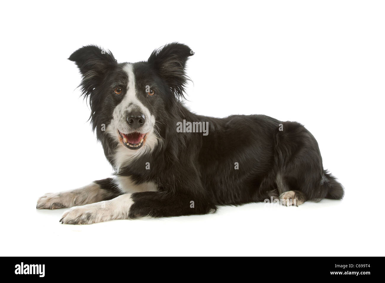 black and white border collie sheepdog on a white background Stock Photo