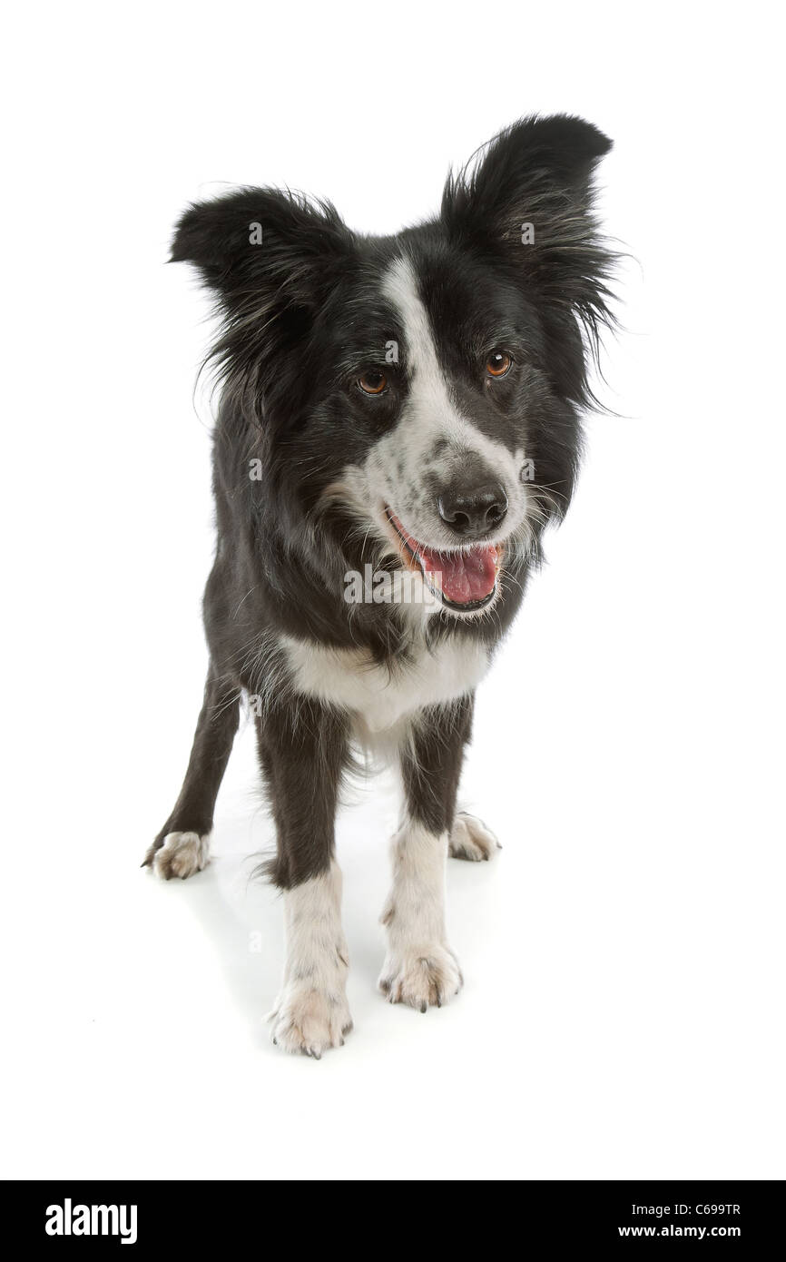 black and white border collie sheepdog on a white background Stock Photo