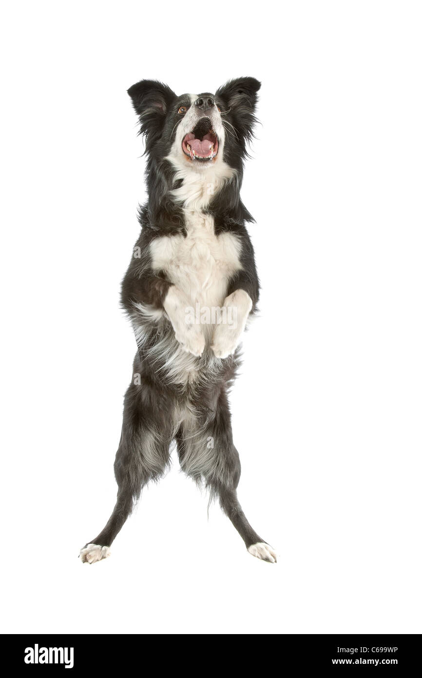 black and white border collie sheepdog on a white background Stock Photo