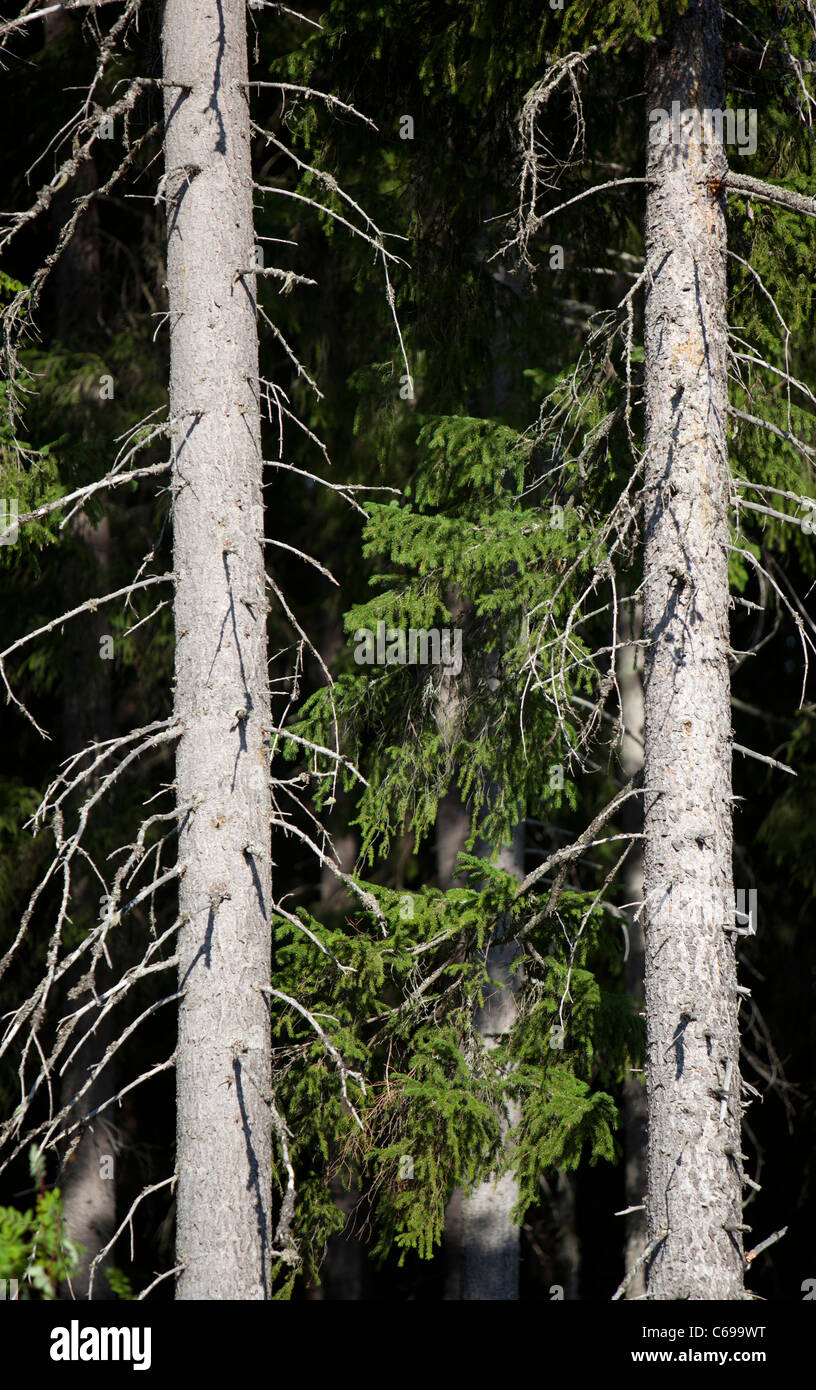 Spruce ( picea abies ) tree trunks in taiga forest , Finland Stock Photo