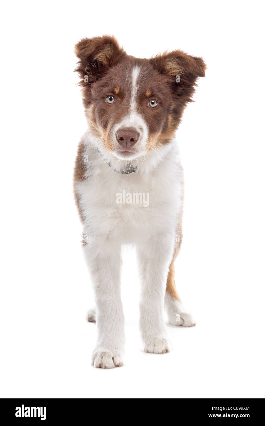 border collie puppy dog in front of a white background Stock Photo