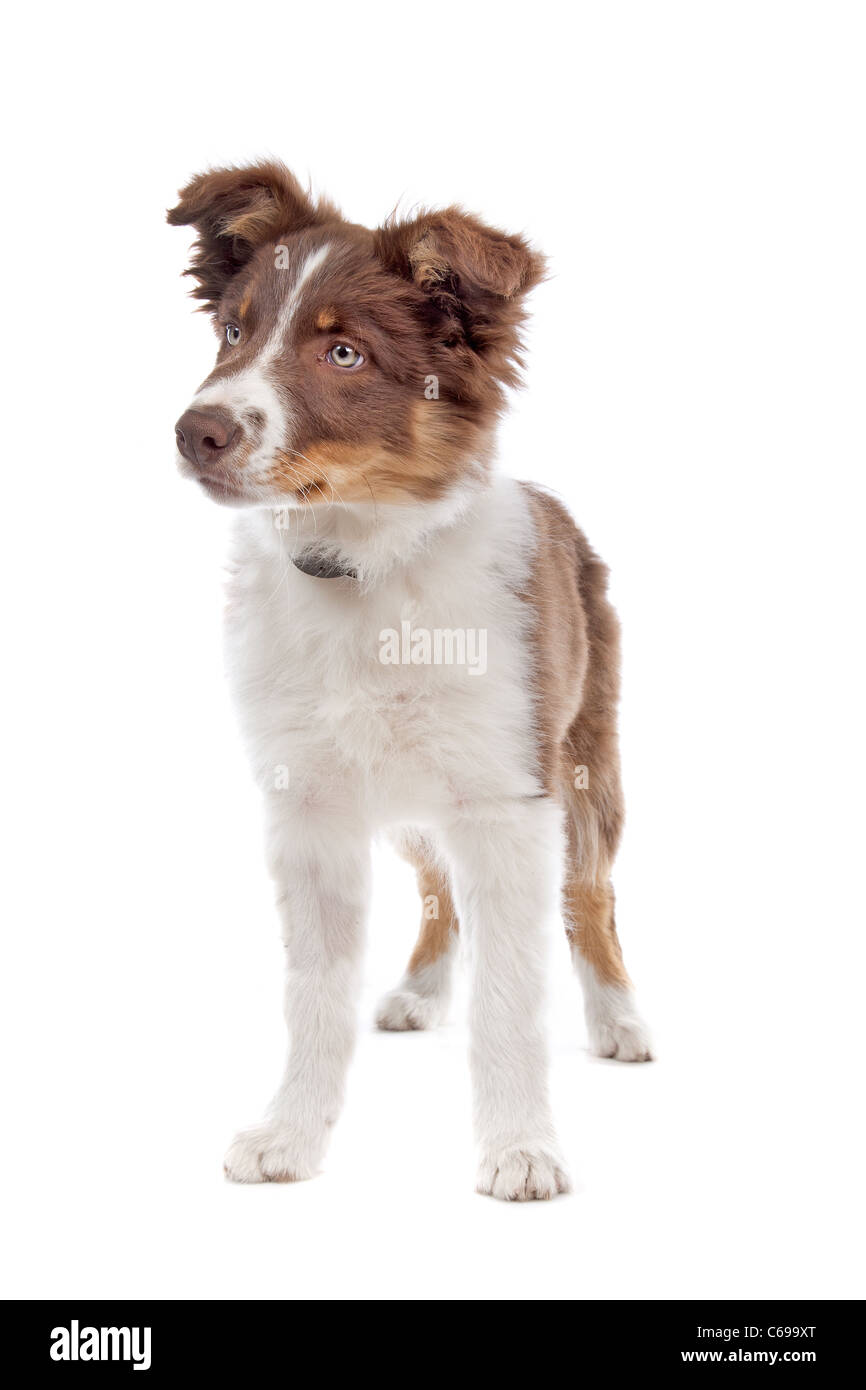 border collie puppy dog in front of a white background Stock Photo