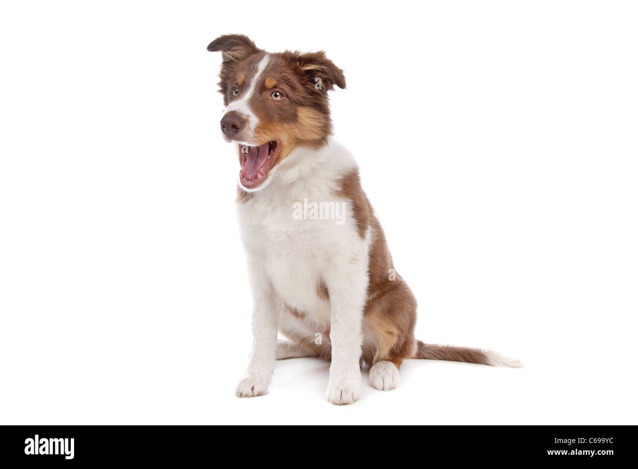 border collie puppy dog in front of a white background Stock Photo