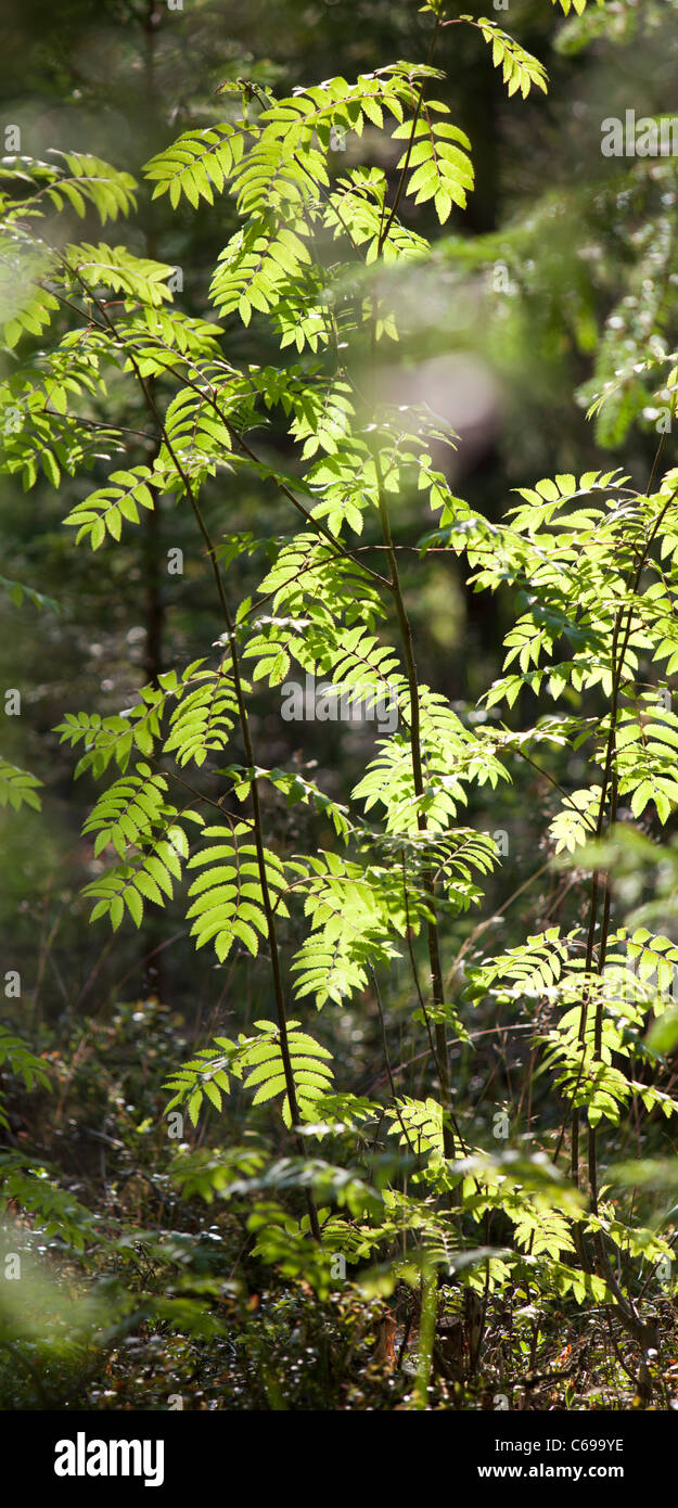 Rowan tree sapling in the forest , Finland Stock Photo