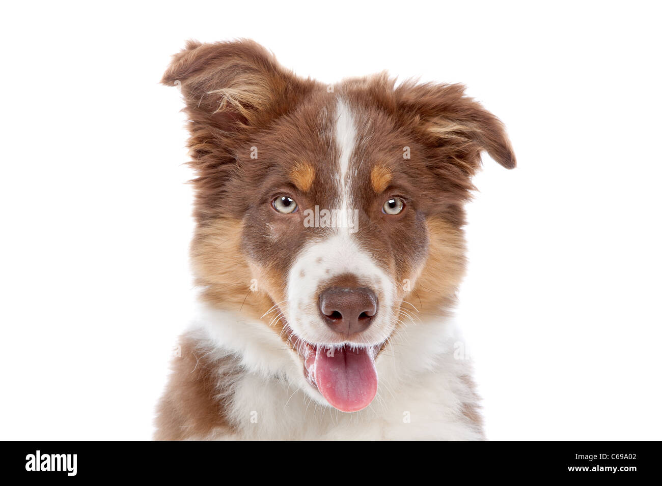 border collie puppy dog in front of a white background Stock Photo