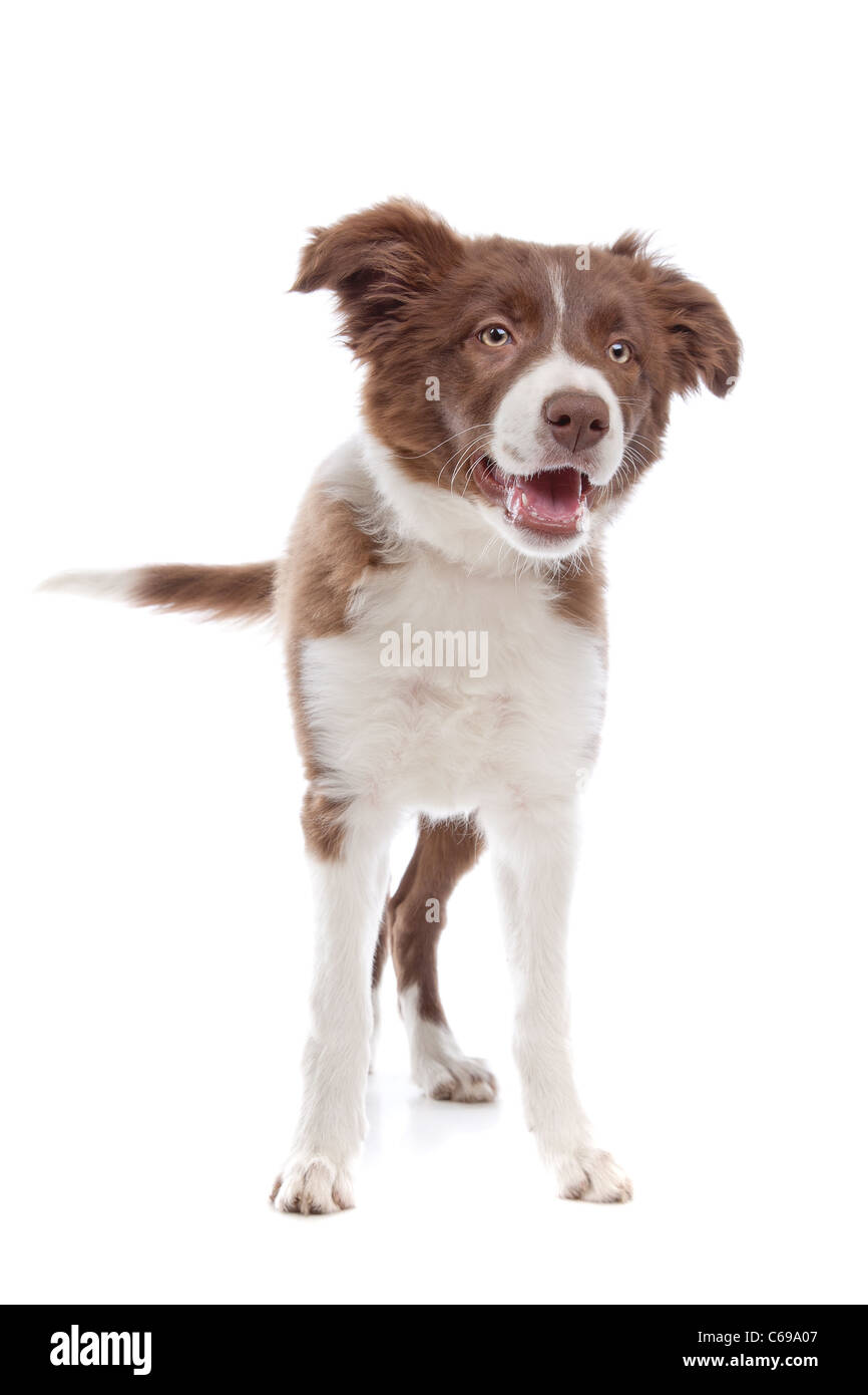 border collie puppy dog in front of a white background Stock Photo