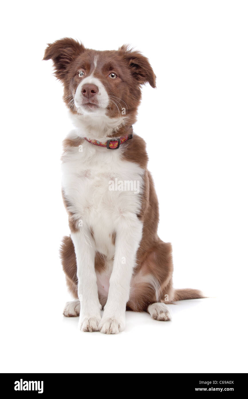 border collie puppy dog in front of a white background Stock Photo