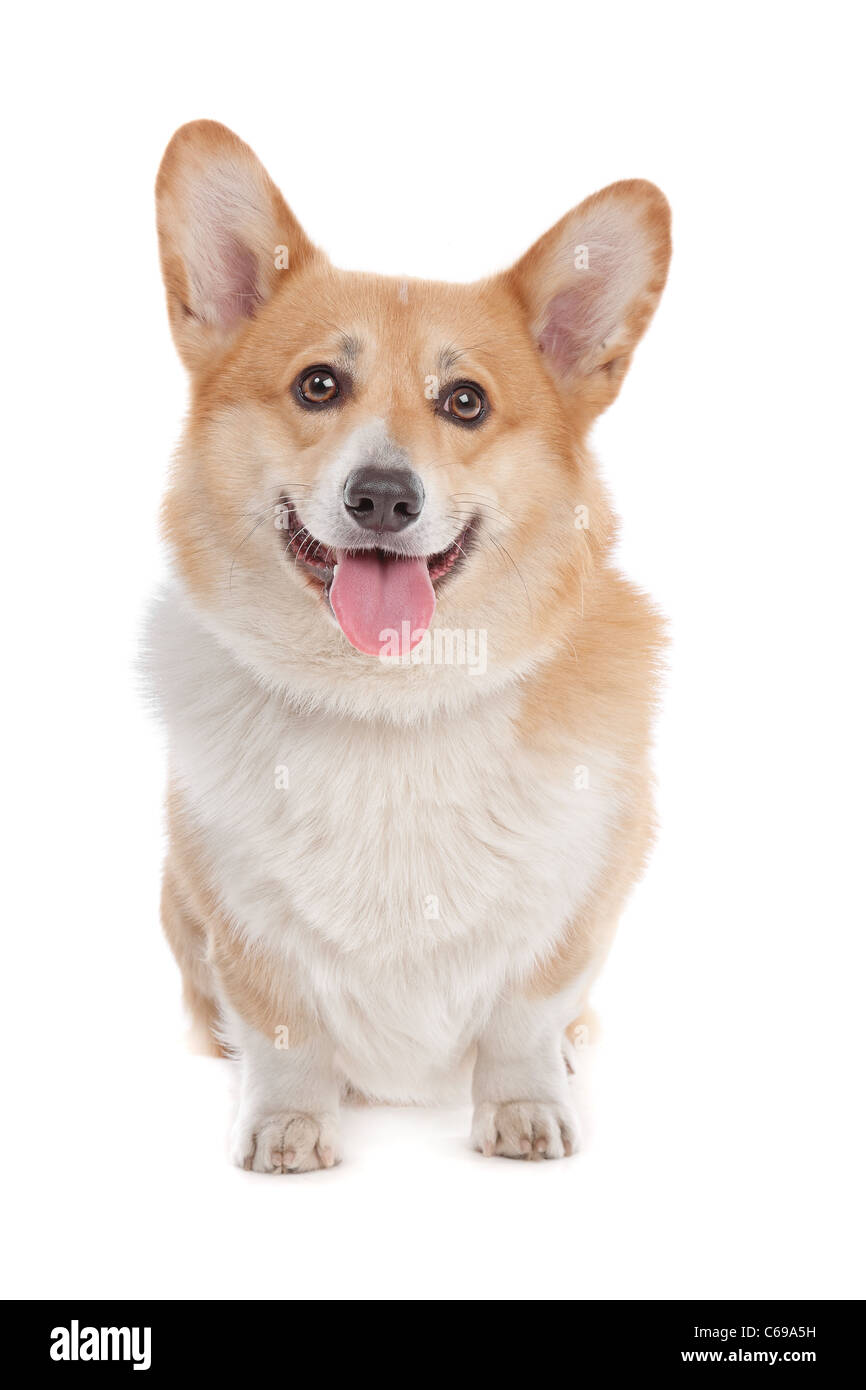 Pembroke Welsh Corgi in front of a white background Stock Photo - Alamy