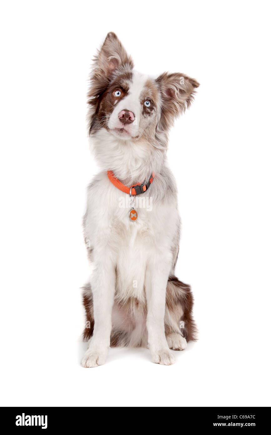 Border collie sheepdog in front of a white background Stock Photo