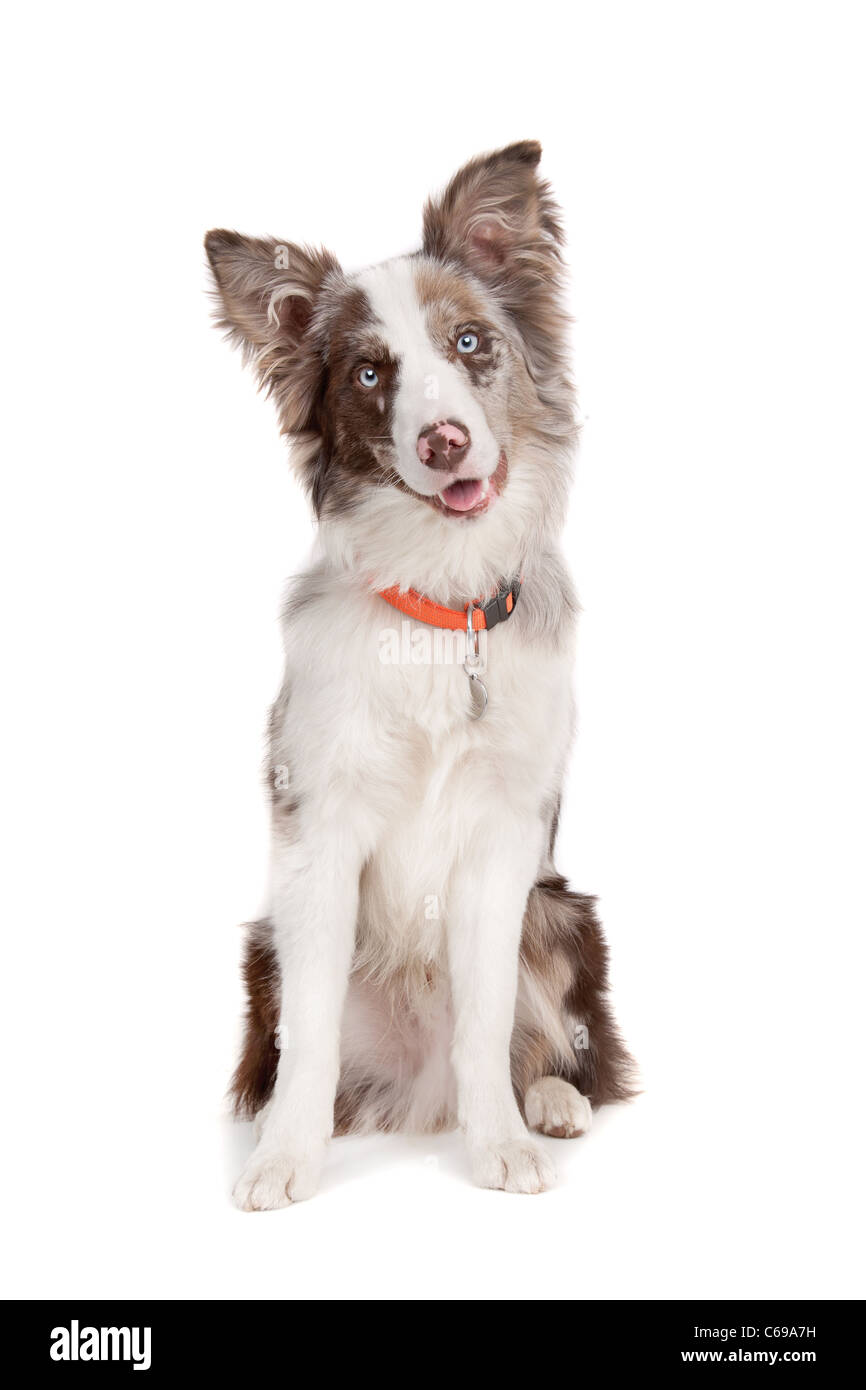 Border collie sheepdog in front of a white background Stock Photo