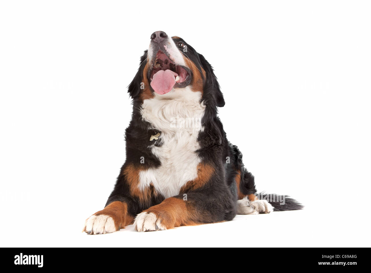 Bernese Mountain Dog in front of a white background Stock Photo - Alamy