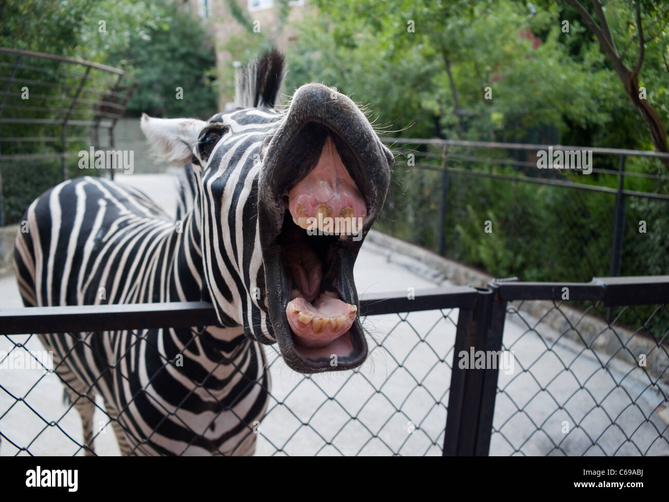 Funny Zebra High Resolution Stock Photography And Images Alamy