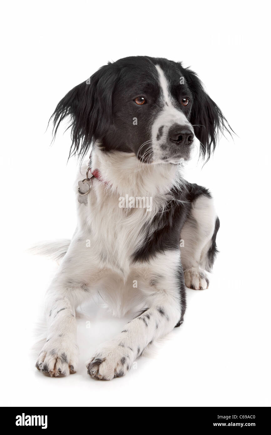 Stabyhoun in front of a white background Stock Photo - Alamy
