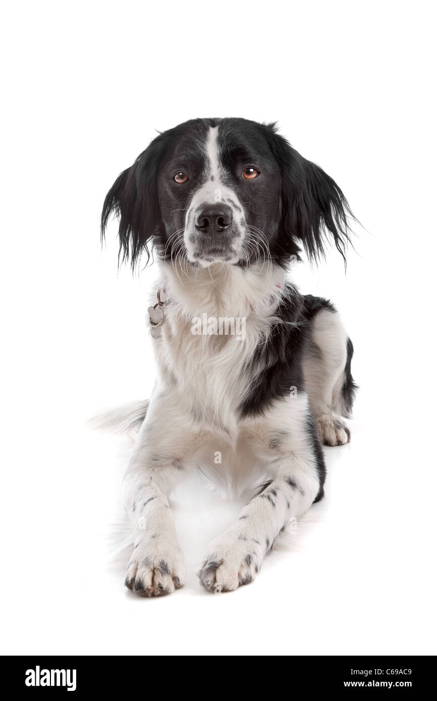 Stabyhoun in front of a white background Stock Photo - Alamy