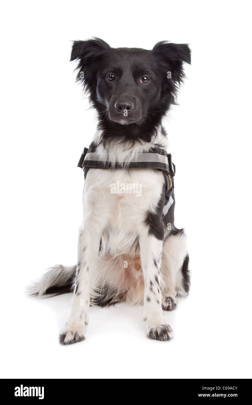 Stabyhoun in front of a white background Stock Photo - Alamy