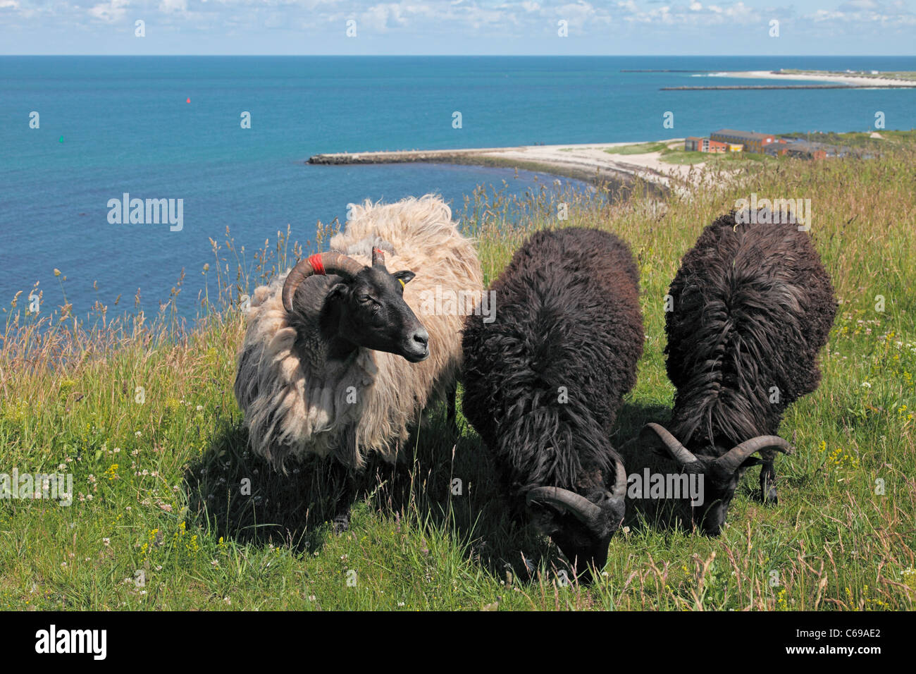 Moorland sheep on Heligoland; Graue gehörnte Heidschnucke auf Helgoland Stock Photo