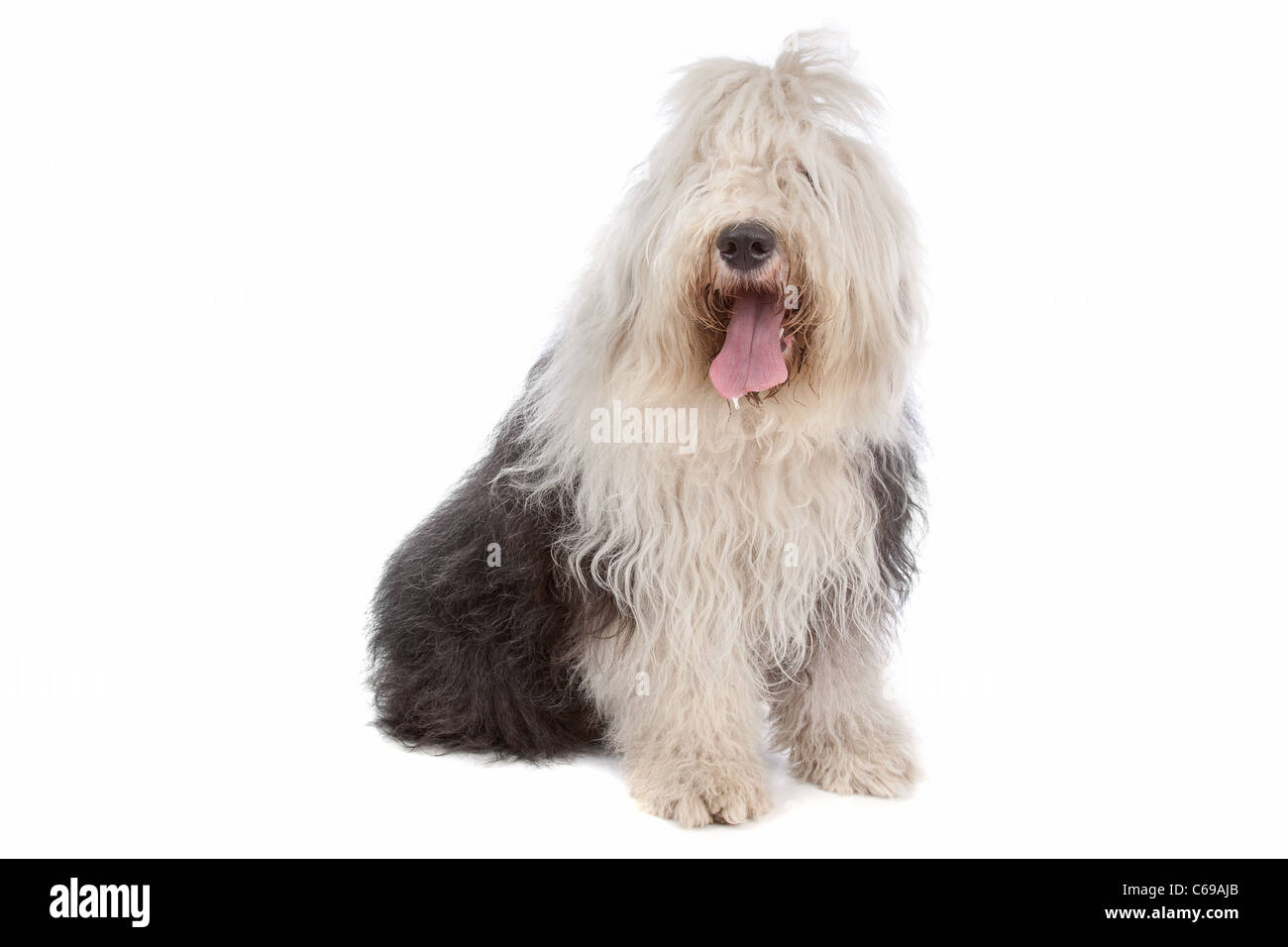 Newborn Old English Sheepdog Stock Photo - Image of hands, infant: 21647180