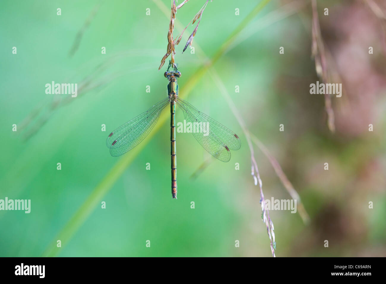 Emerald Damselfly or Common Spreadwing (Lestes sponsa Stock Photo - Alamy