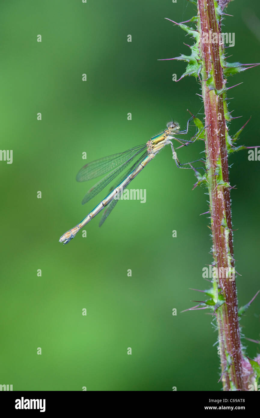 Emerald Damselfly or Common Spreadwing (Lestes sponsa Stock Photo - Alamy