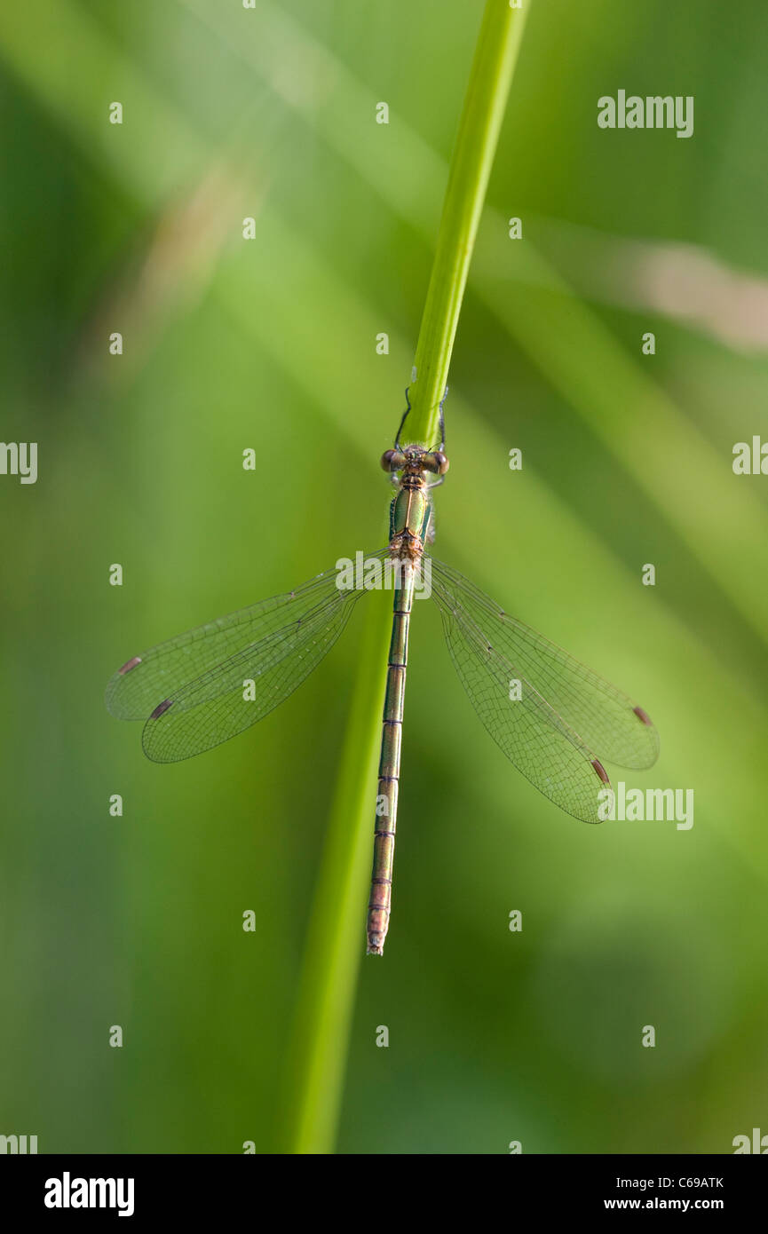 Emerald Damselfly or Common Spreadwing (Lestes sponsa Stock Photo - Alamy