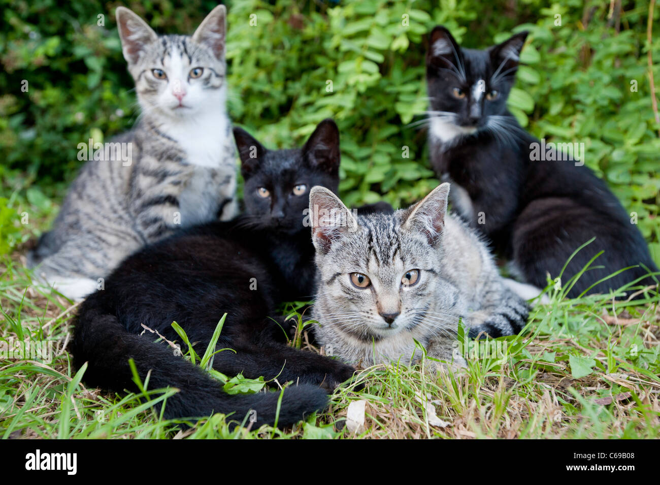 Cute cats together Stock Photo