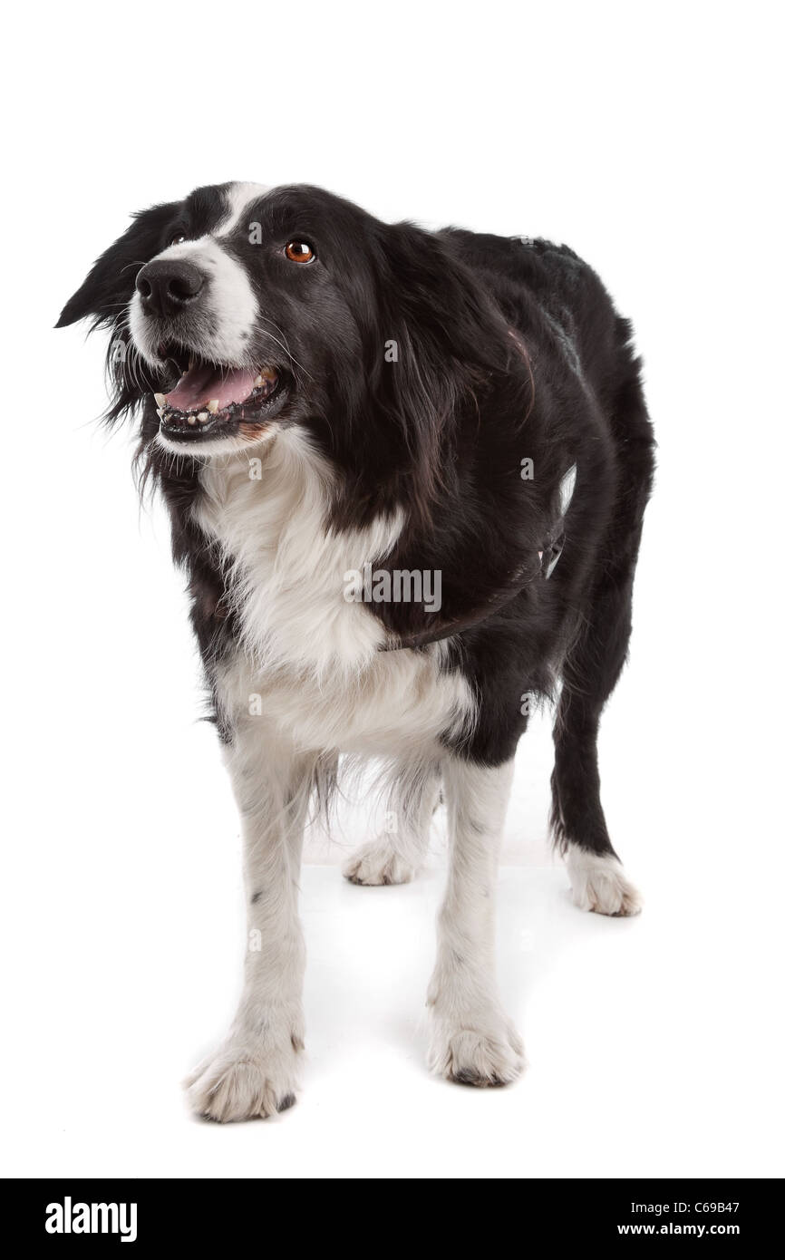 black and white border collie sheepdog on a white background Stock Photo