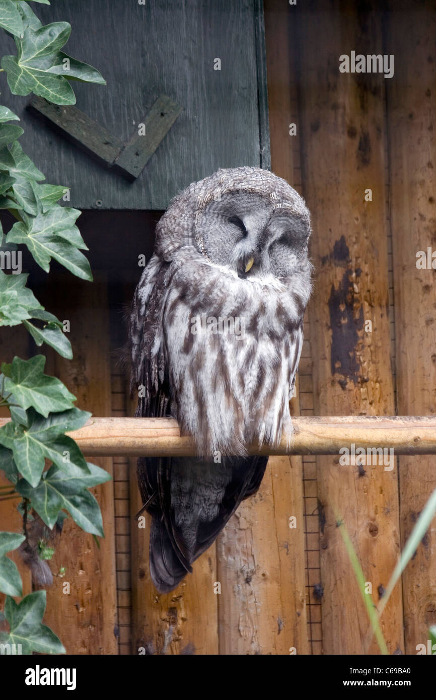 Owl asleep on perch Stock Photo