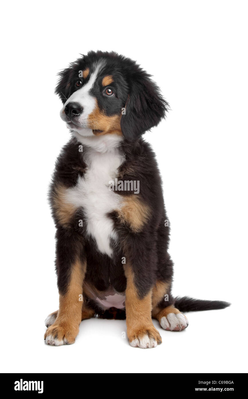Bernese Mountain Dog puppy in front of a white background Stock Photo ...