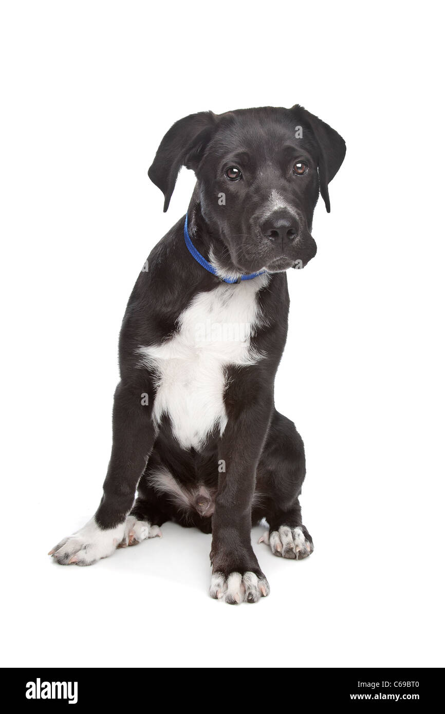 White cane hotsell corso puppies
