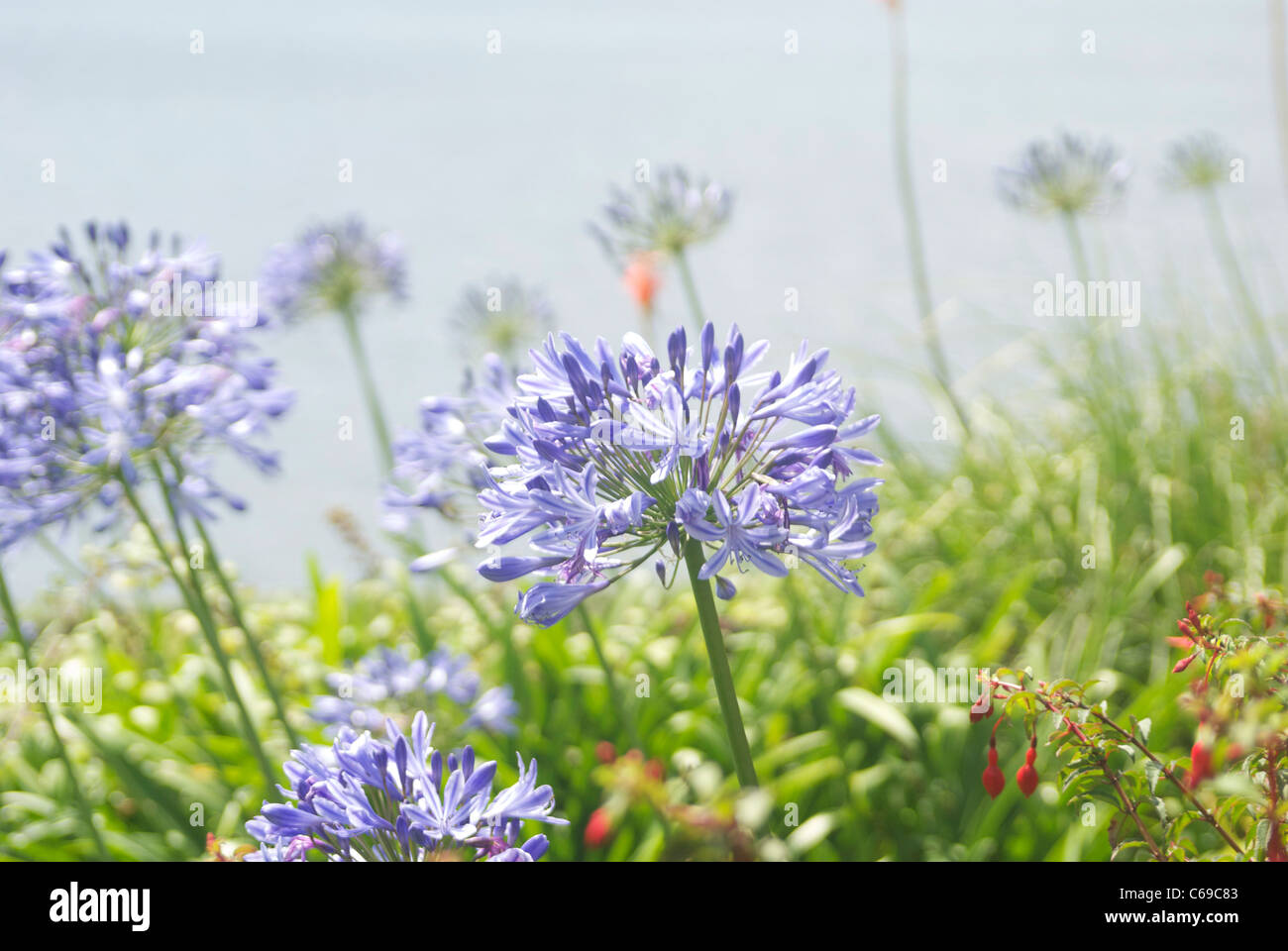 Agapanthus flower at St Mawes Castle, South Cornwall, UK Stock Photo
