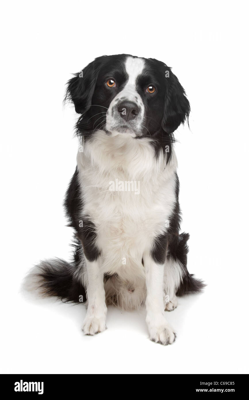 black and white border collie sheepdog on a white background Stock Photo