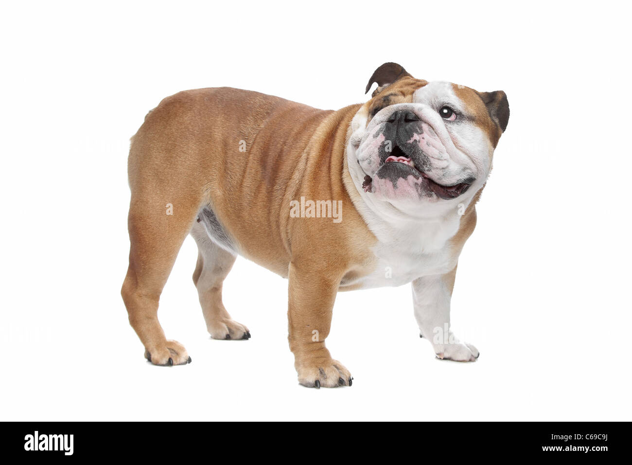 English Bulldog in front of a white background Stock Photo