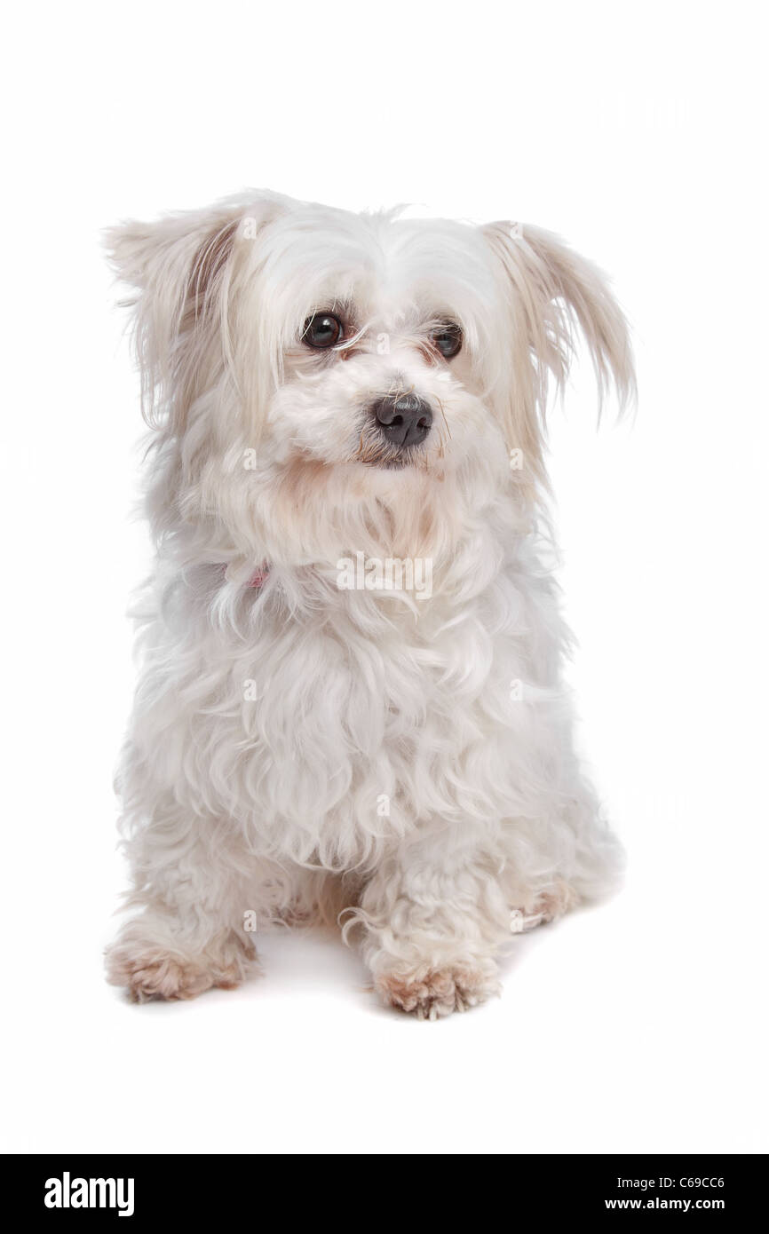 mixed breed dog in front of a white background Stock Photo - Alamy