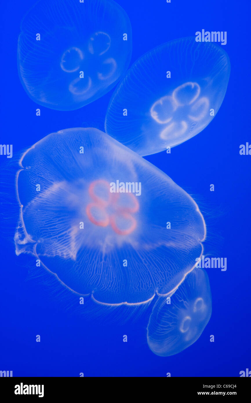 Floating Moon Jellyfish Stock Photo Alamy